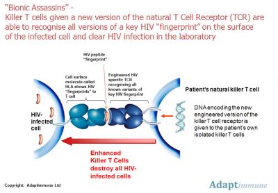 Killer T-Cell 'Bionic Assassin' Sees Through HIV Disguises